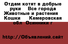 Отдам котят в добрые руки. - Все города Животные и растения » Кошки   . Кемеровская обл.,Осинники г.